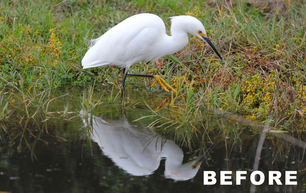 Duck in water with grass with no design